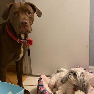 Meet your Posher, Amber